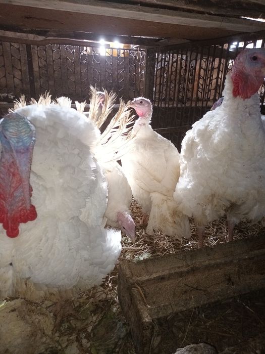 Indyki Brojlery do ubicia