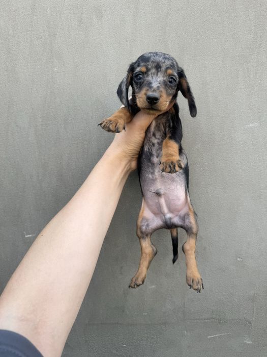 Хлопчик такса чорний мрамор