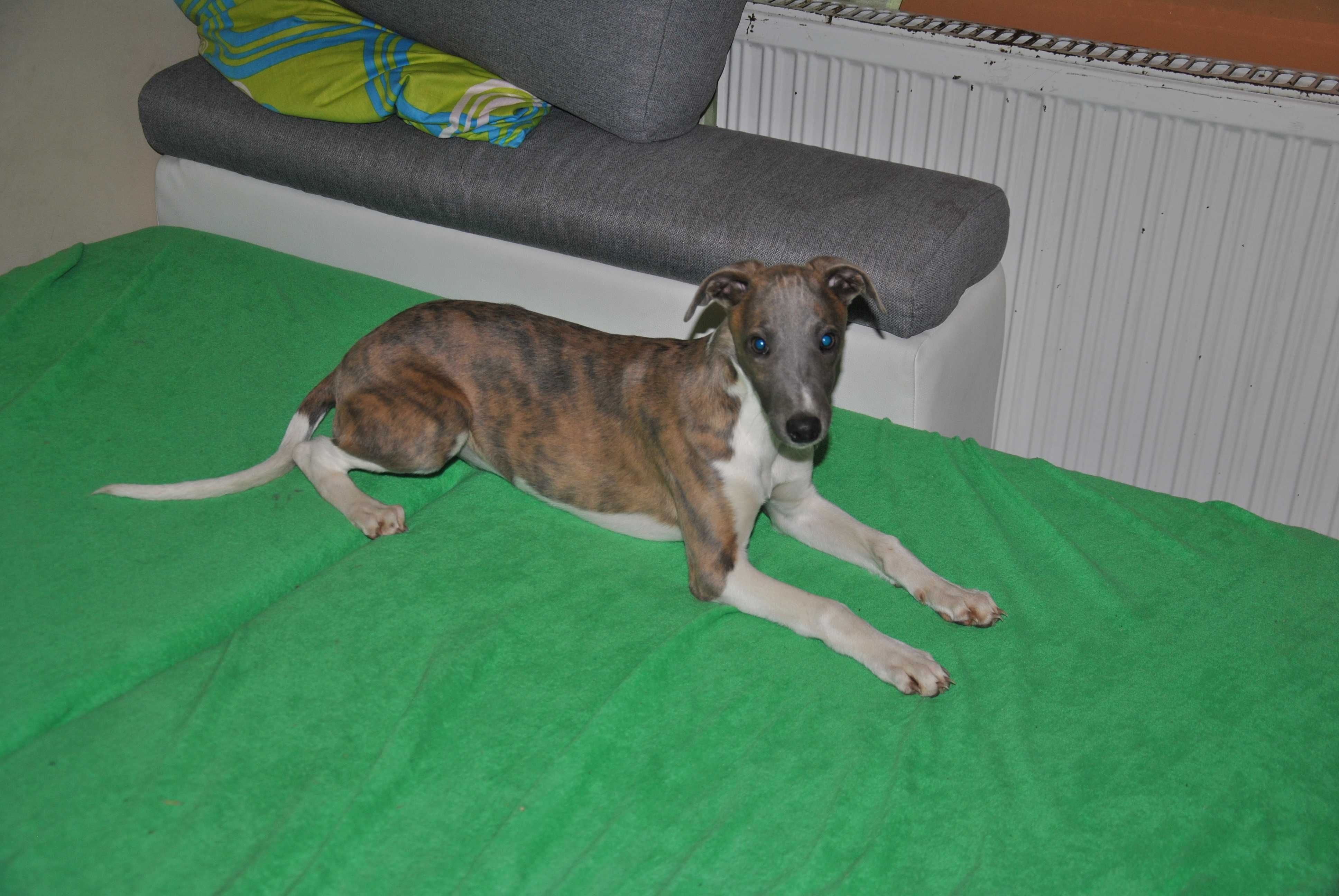 Chart angielski whippet