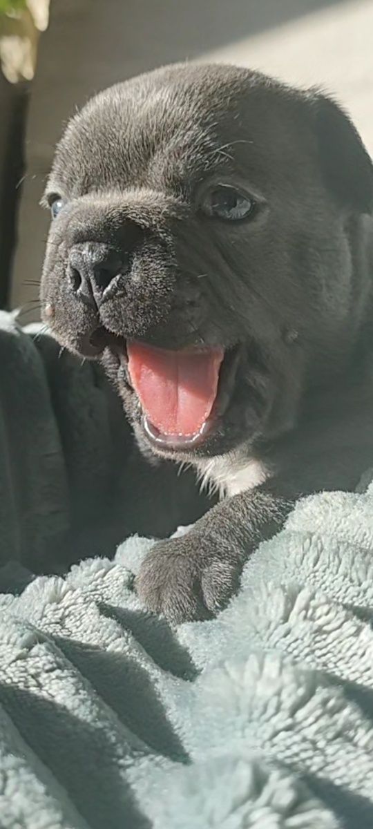 Buldog francuski niebieski