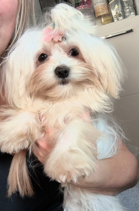 Maltańczyk Suczka ZHPR