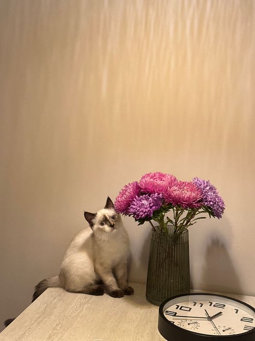 Регдолл дівчинка, 5 міс