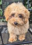Maltipoo Piesek Gotowy do Odbioru