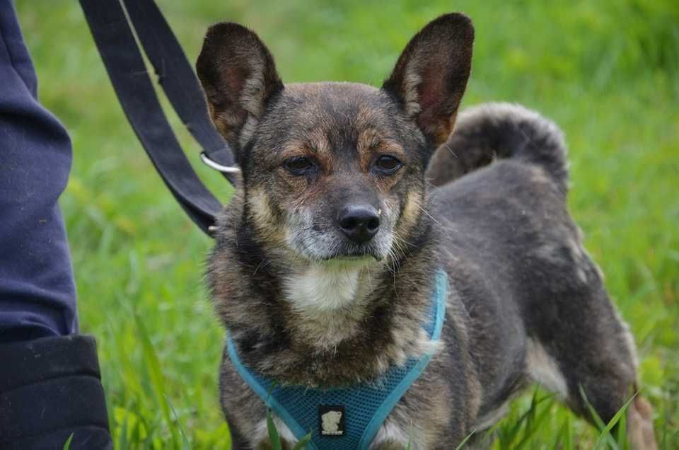 Malutki, kochany Frank do adopcji!