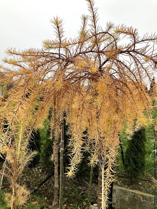 modrzew zwisający pendula  kulisty szczepiony