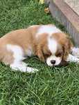 Cavalier King Charles Spaniel ZKwP
