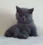 Gata Scottish Stright