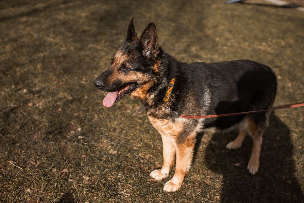 Suczka Owczarek niemiecki do adopcji