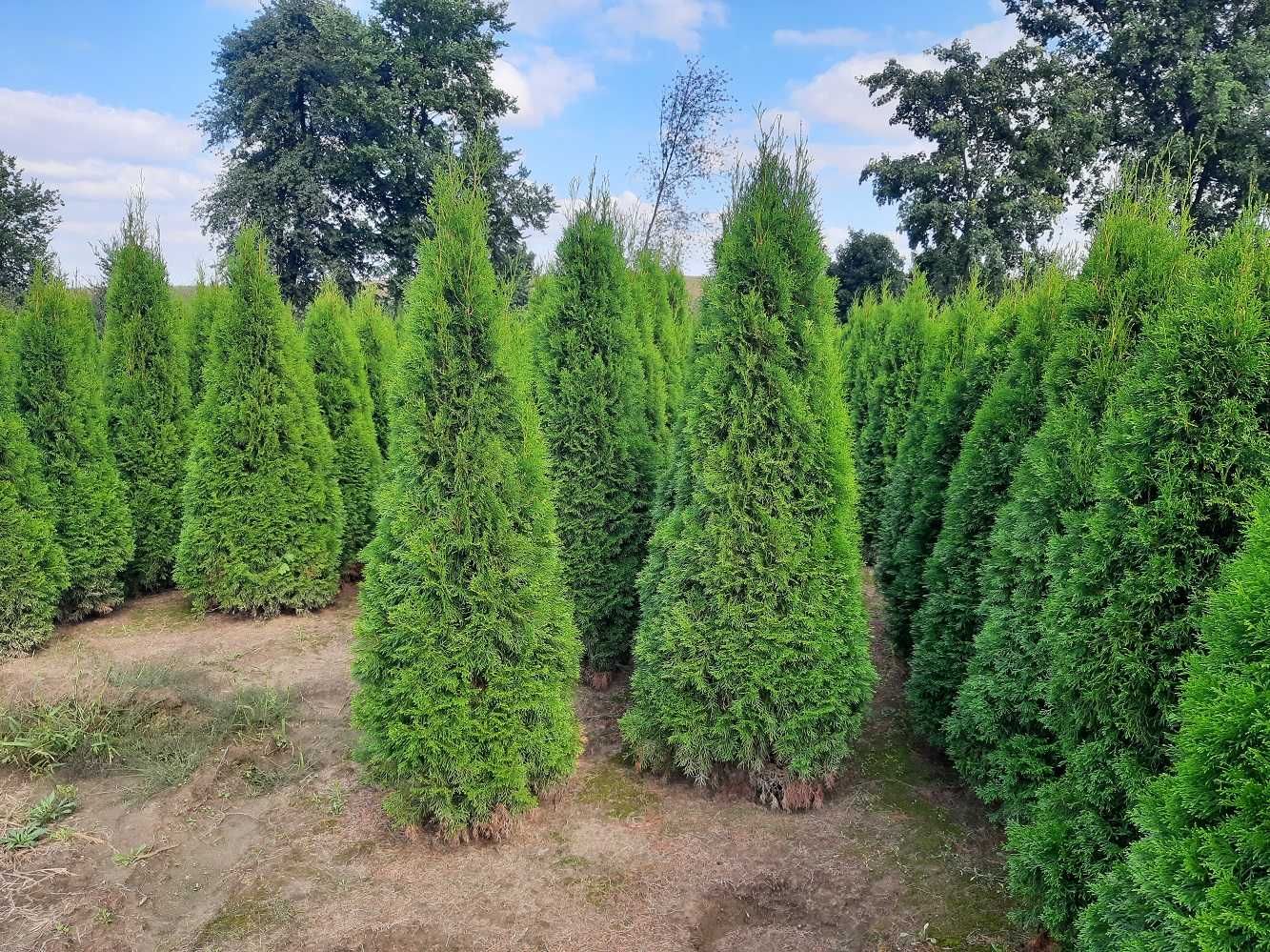 Tuja Szmaragd 200,220,240,250 cm! Thuja Smaragd, tuje! Sadzimy!