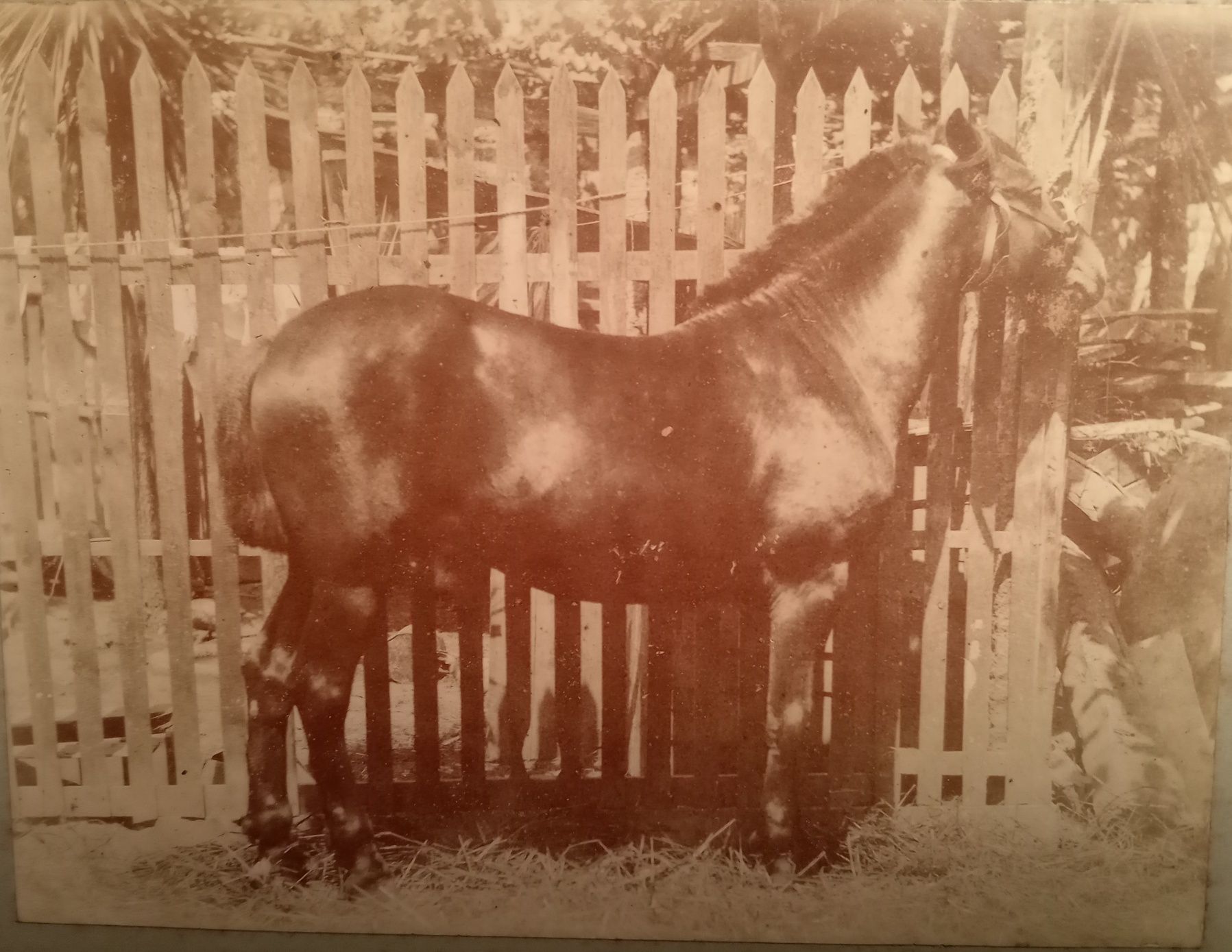 Cavalo Foto Antiga