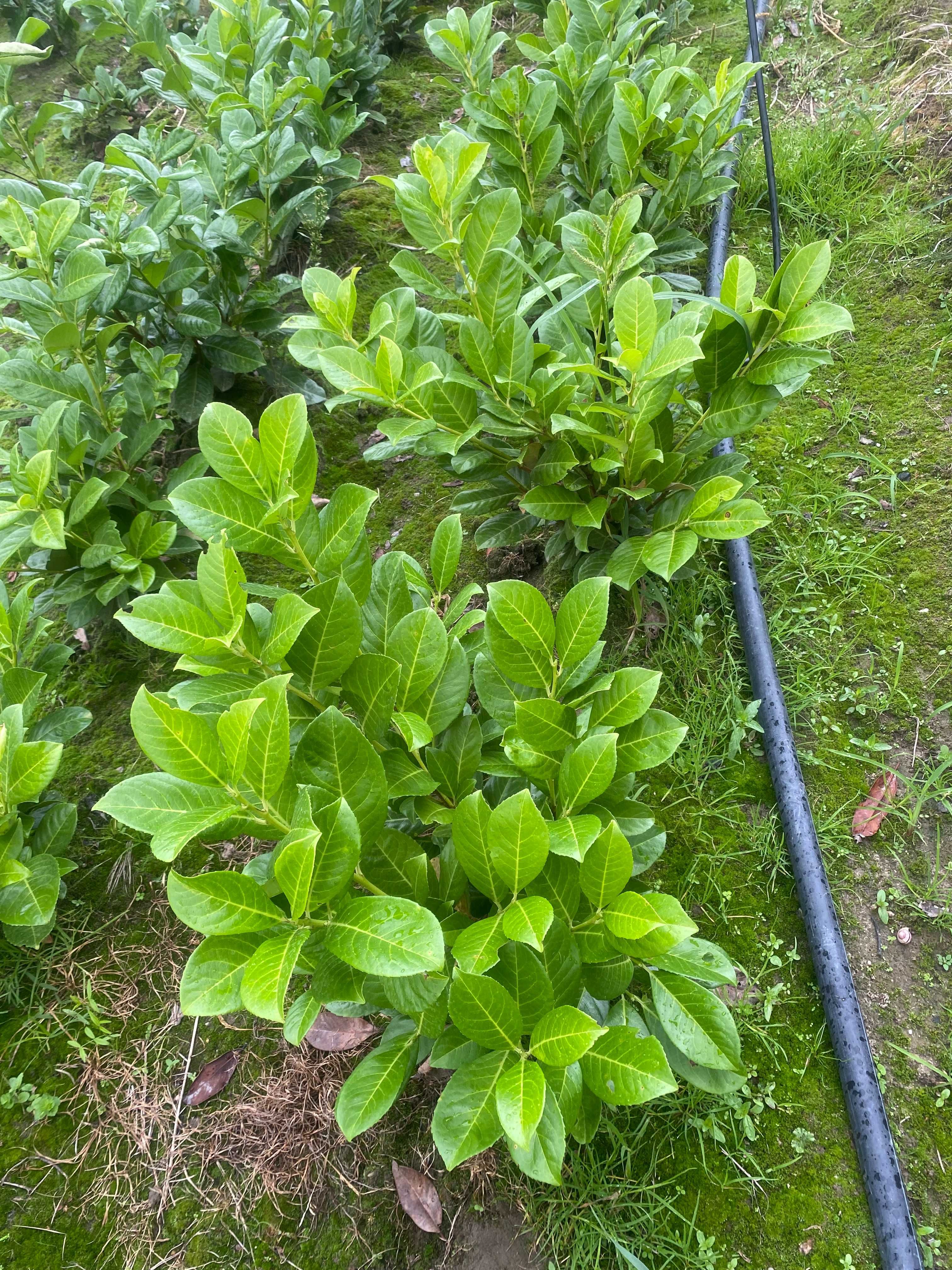 Laurowiśnia wschodnia! 80-100 cm! Novita! Caucasica! Rotundifolia!