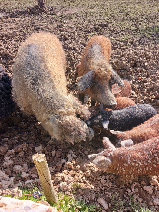 Porco ovelha Mangalitsa