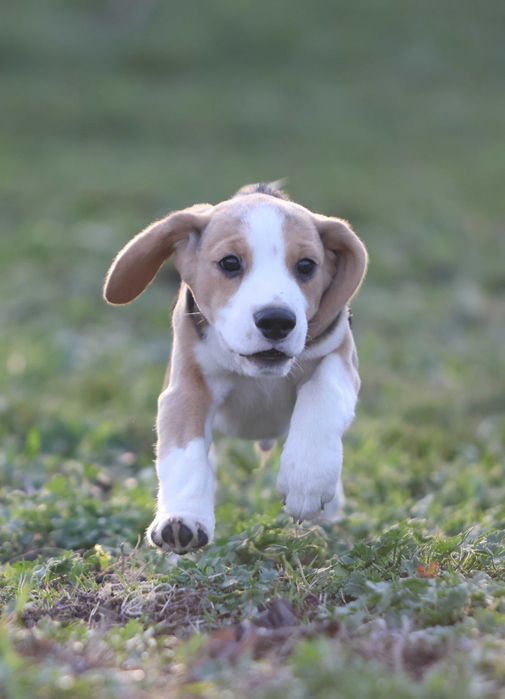 Краще цуценя бігля