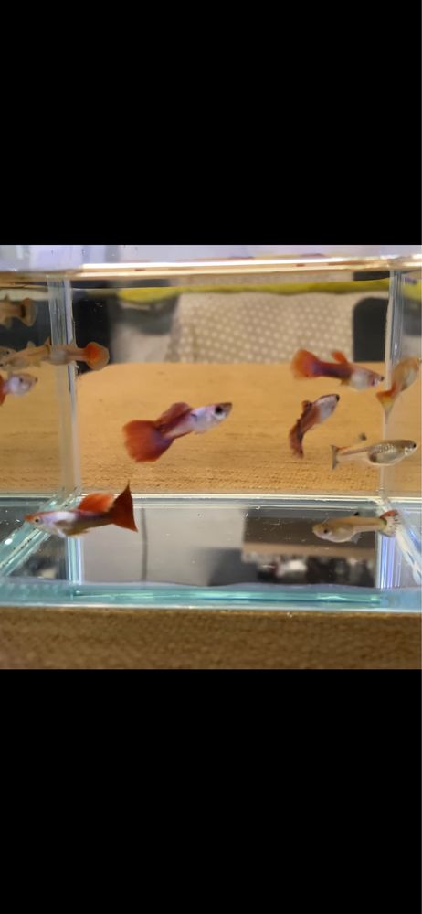 Trio de Guppys Red Blond Silverado