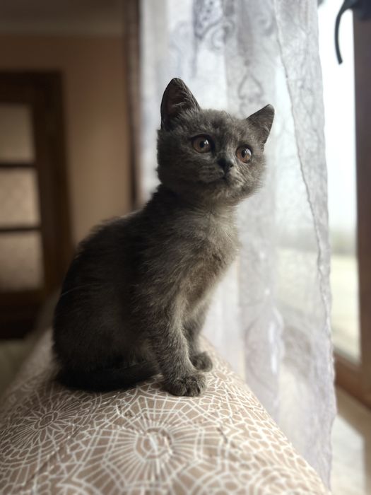 Кошеня котик бринтанка