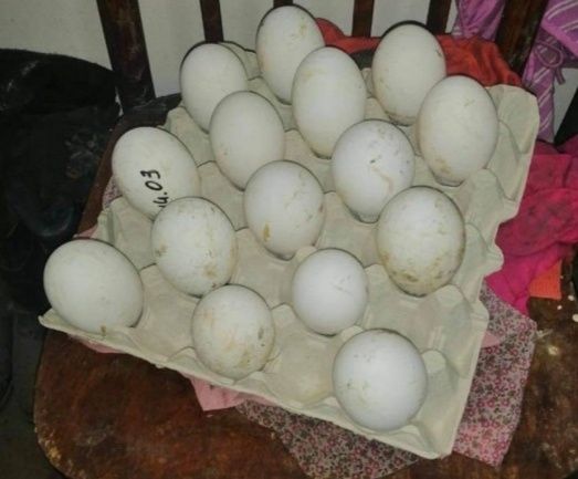 Инкубационное яйцо Горьковский гусь