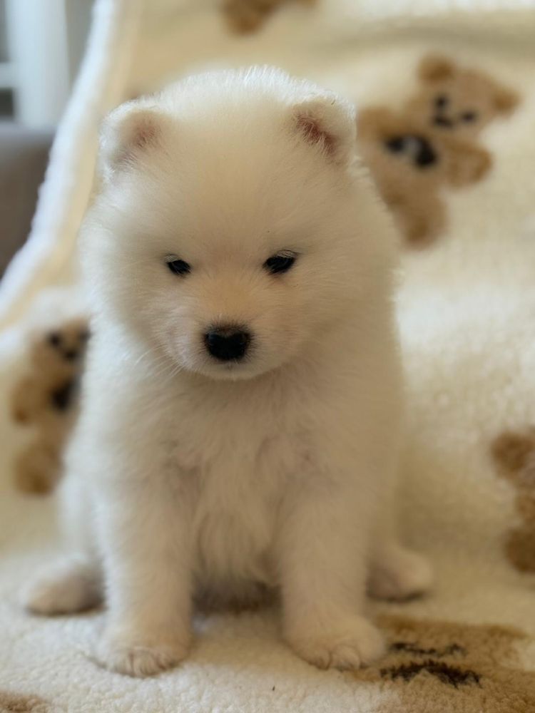Samojed  szczenie