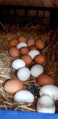 Куриные яйца на Верхней Хортице г.Запорожье