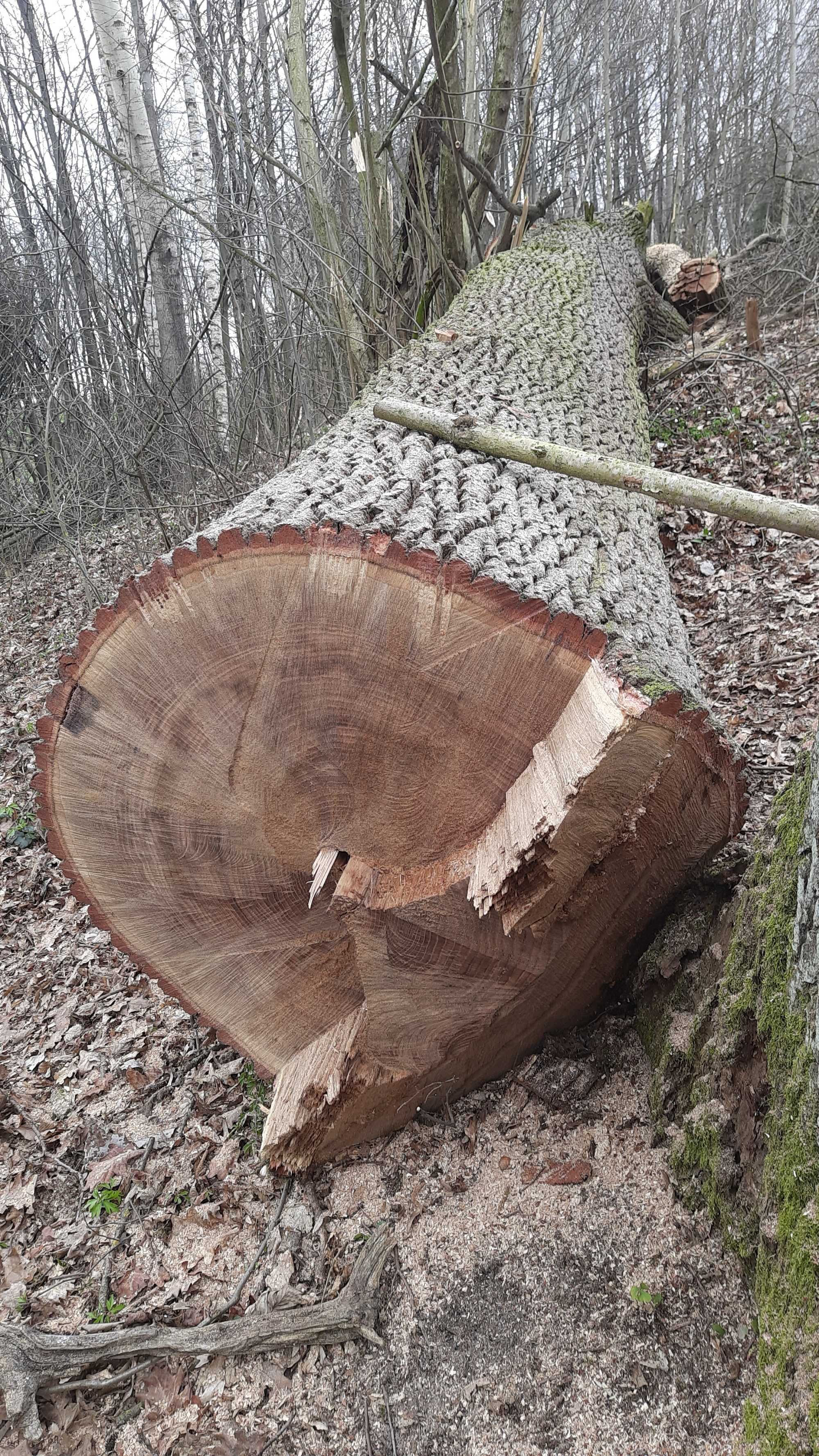 Dąb, kloda w całości 9m