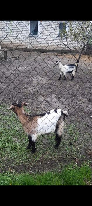 Продаю козлят, 2месяца , 2 козочки и 1 козёл