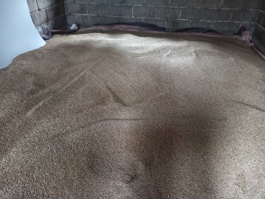 Żyto zbiór 2025...