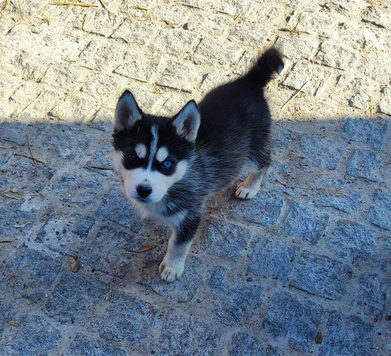 Сибірський хаскі - дівчинка та хлопчик