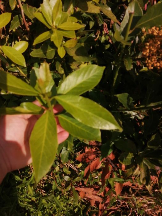 Vendo Folhas Louro, verde ou seco