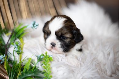 Shih tzu suczka