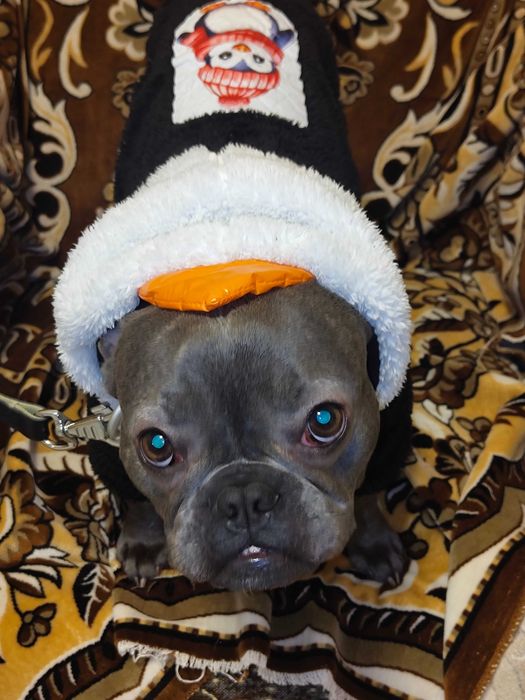 Отдам собаку в добрые руки