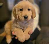 Golden retriever szczeniak