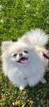 Suczka szpic miniaturowy pomeranian