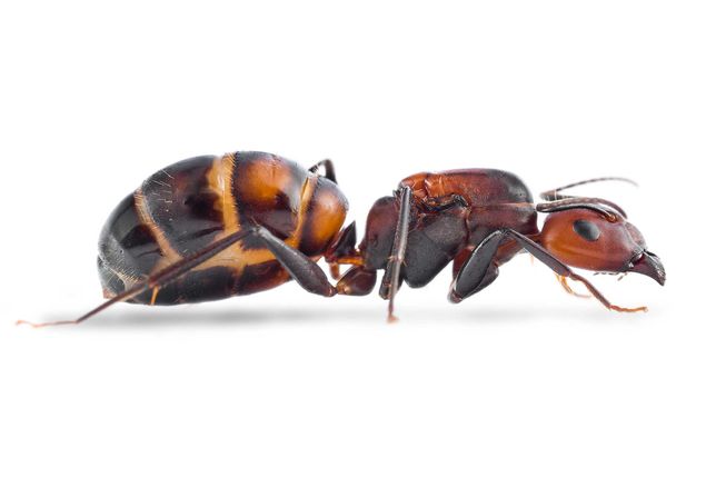 Mrówki - Camponotus nicobarensis