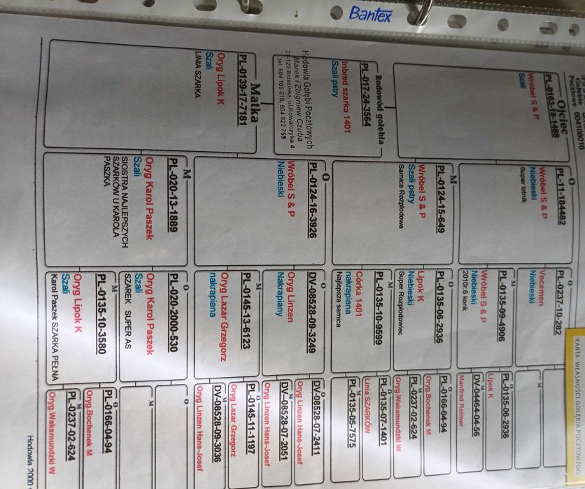 Gołąb pocztowy Linia Szarka samica bardzo mocna