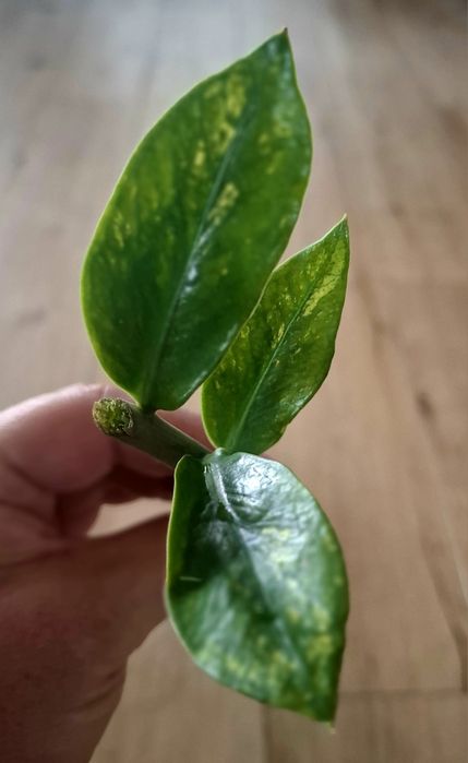 Piękny zamiokulkas chameleon