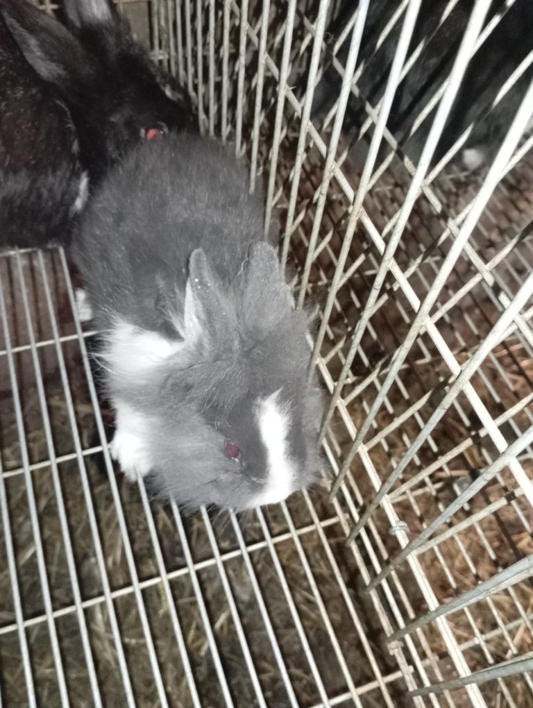 Vendo Coelhos anões