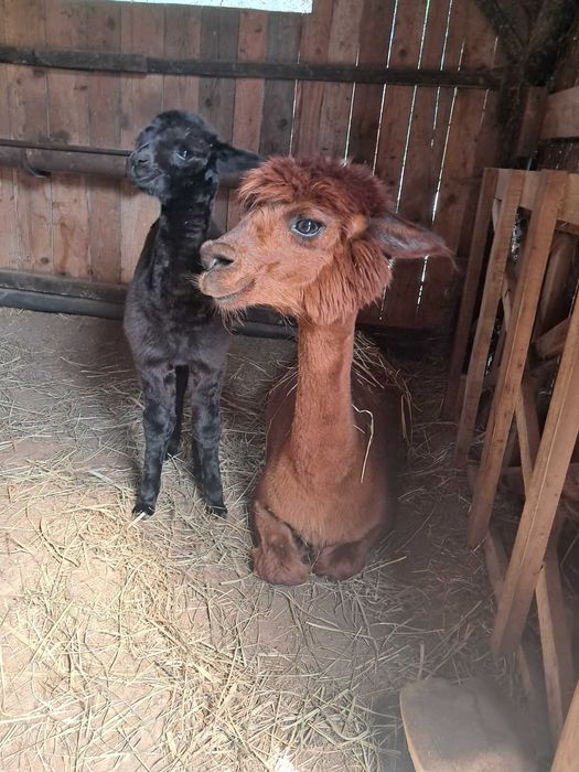 Sprzedam alpaki, dwa samce i samice z cria