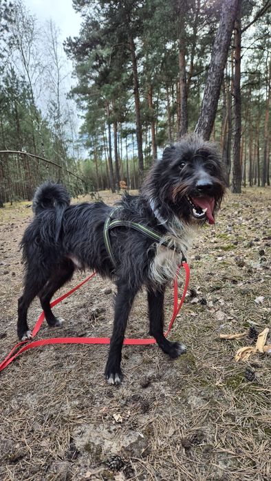 Rosynant fajny  rozczochraniec do adopcji