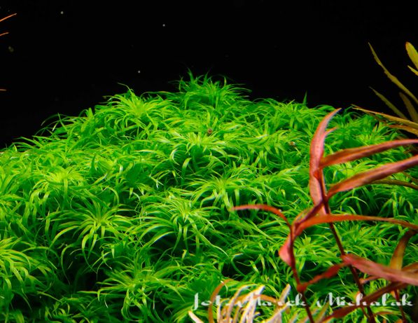 Roślina akwariowa Tonina (syngonanthus) sp. belem