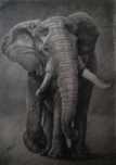 Quadro Elefante. Carvão.