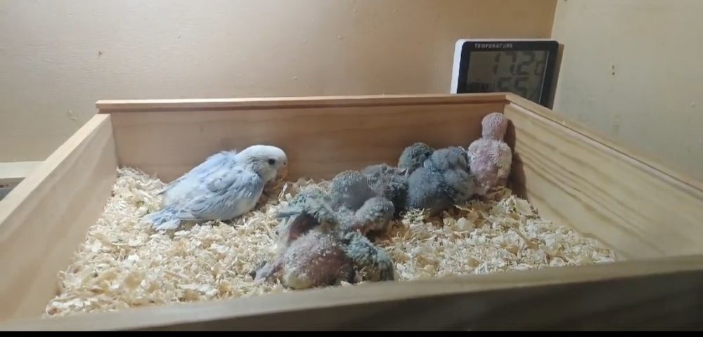 Agapones domésticados