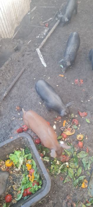 Porcos preto com volta 45kilo machos ou femeass