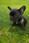 Buldog francuski Amina gotowa do nowego domku