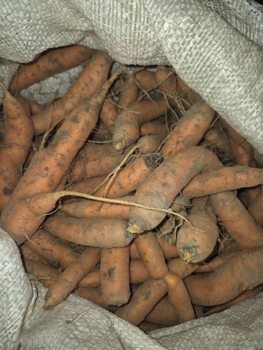 Продам моркву на корм, некондиція