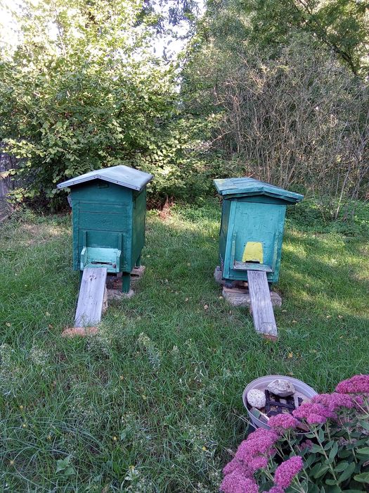 Pszczoły dwie rodziny