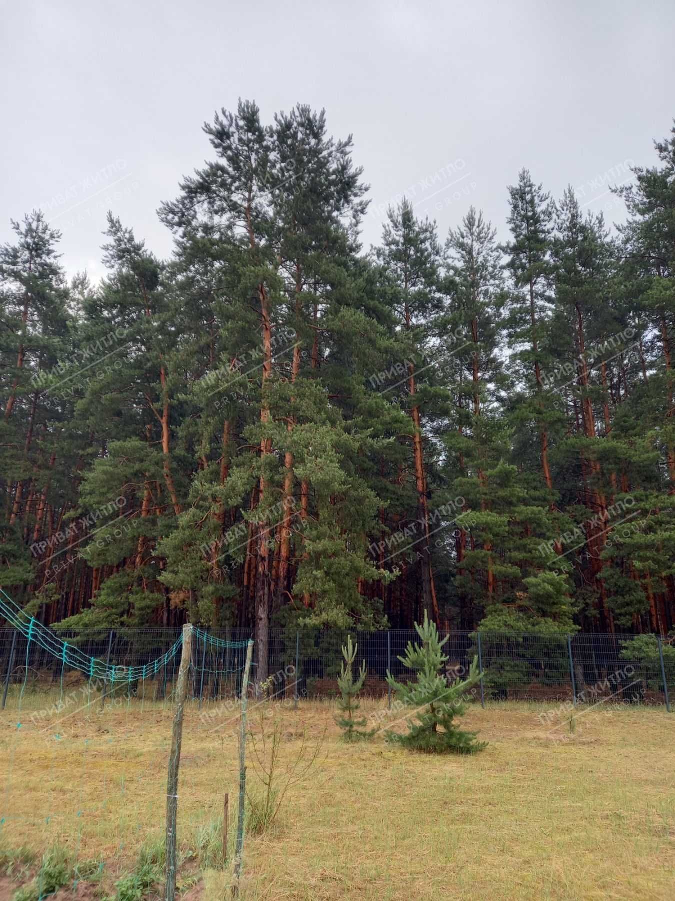 Земельна ділянка з прямим виходом в сосновий ліс