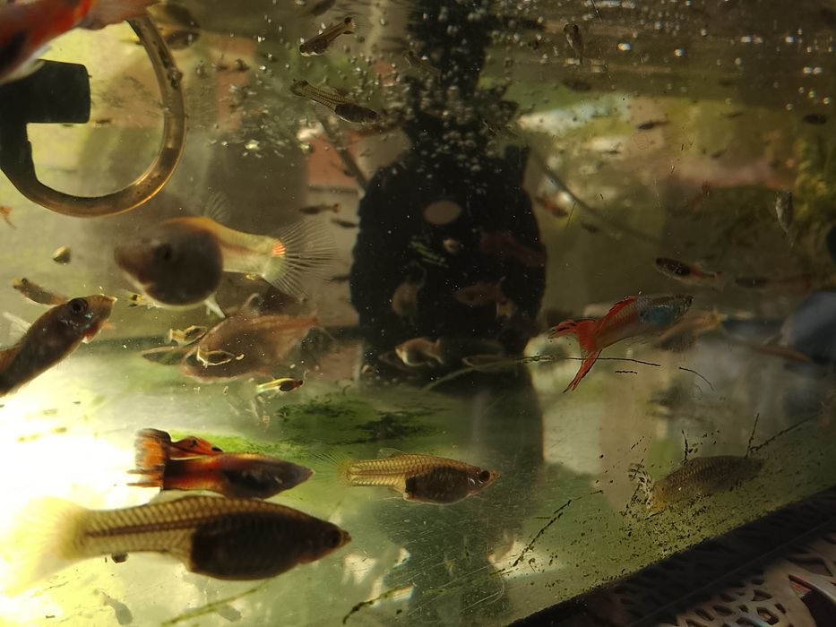 Gupiki Endlera, 50 gr/sztuka