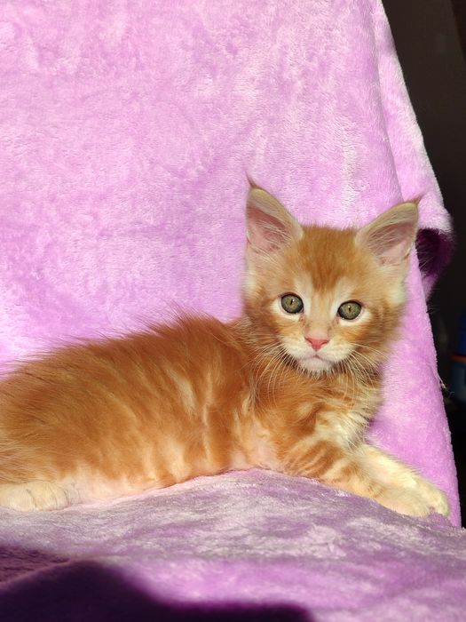 Кошенята породи Мейн-кун