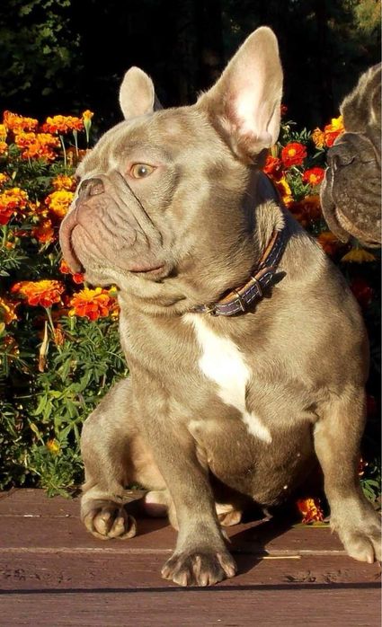 Вязка французкий бульдог