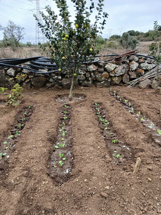 Terreno Rustico ideal para agricultura, árvores de fruta, poço de agua