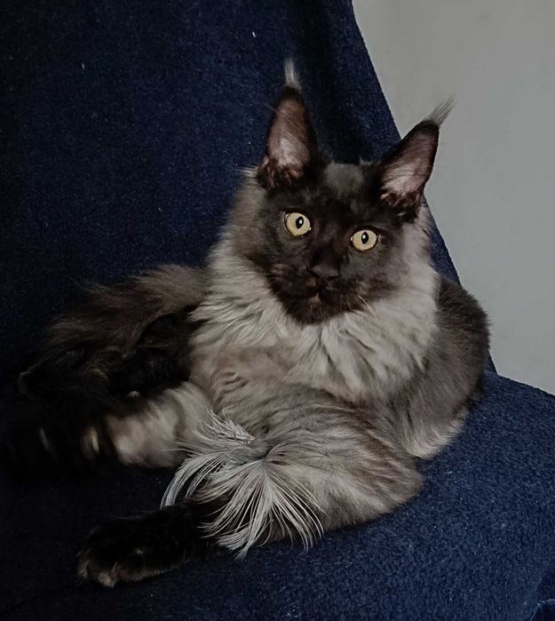 Котята мейн-кун 2 мальчика и девочка